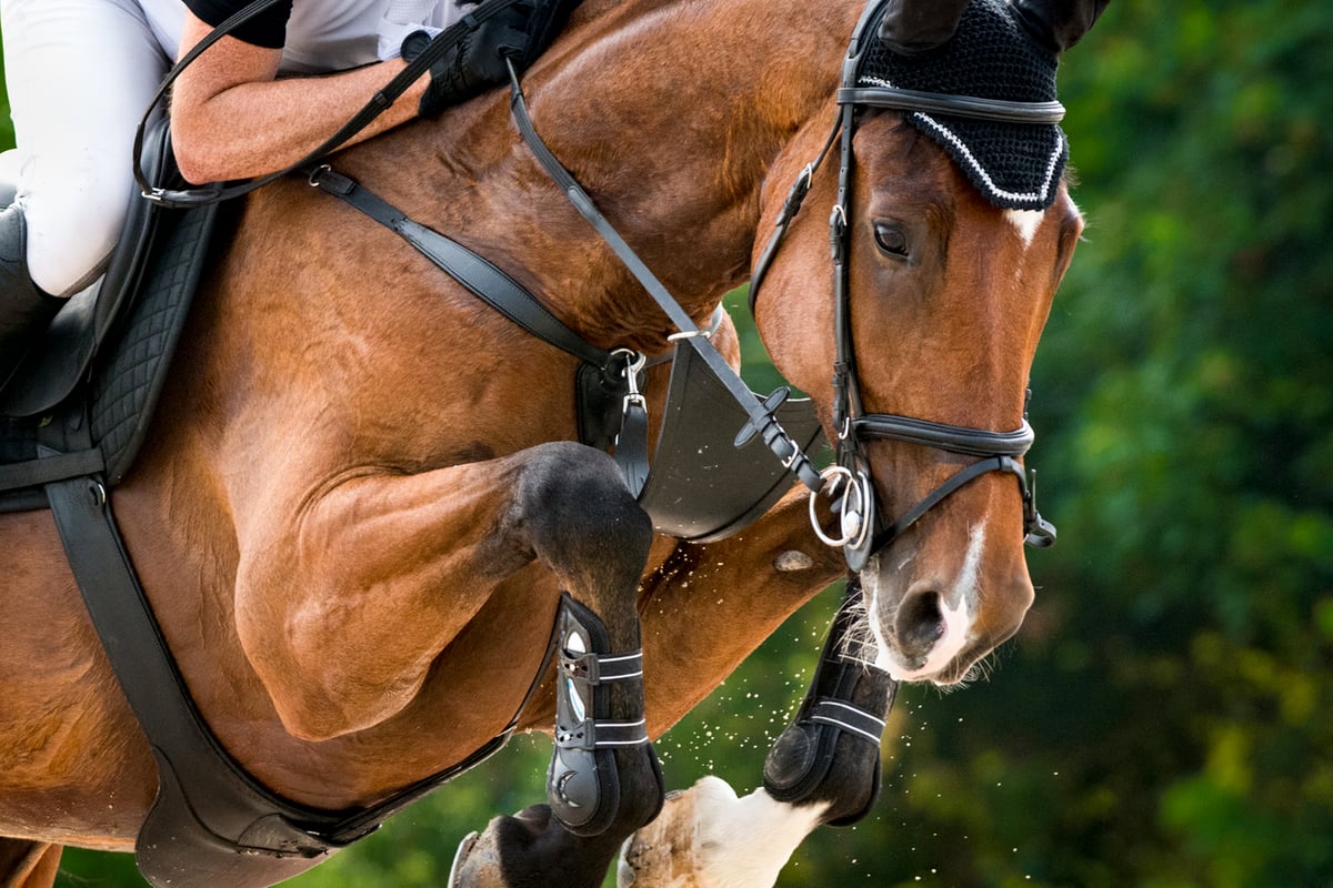 Should You Consider Horse Joint Injections? [Pros, Cons, Cost, Q&A]